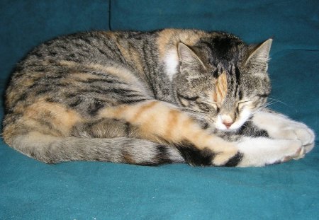 A sleeping cat - cute, sleeping, feline, cat