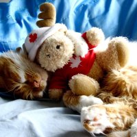 Cat sleeping with teddy bear