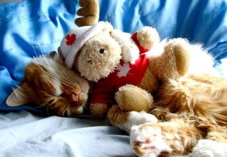 Cat sleeping with teddy bear