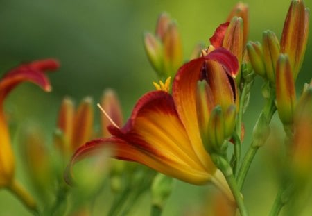 *Cheerful with Lilies* - pretty, lilies, blossom, buds, splendor, springtime, pollen, leaves, flowers, plants, seasons, blooms, vivid, beautiful, photography, enjoy, beauty, colors, lovely, cool, love, sweet, petals, lily, cheerful, natural, colorful, nature, bright, cute