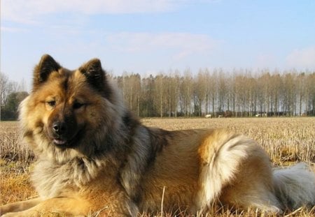 I am waiting - clud, sky, tree, dog