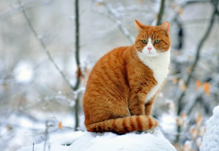 Cat - sleepy, cute, beautiful, cat, sleeping, kitty, cats, hat, cat face, paws, face, animals, pretty, beauty, sweet, kitten, lovely