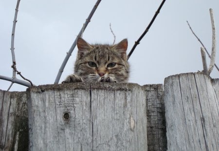 Cat - pretty, cat face, sleepy, paws, kitten, cats, face, sleeping, hat, beautiful, beauty, lovely, sweet, cat, cute, animals, kitty