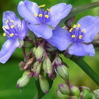 Blue Flower