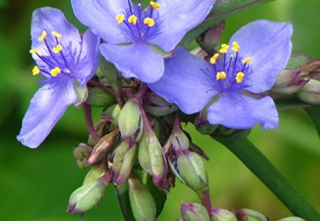 Blue Flower - nature, garden, blue, flower