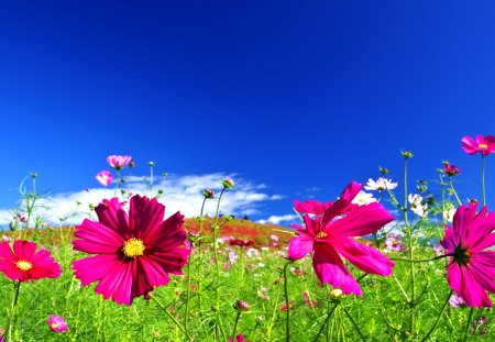 SPRING FIELD - nature, sky, blossoms, pink, spring