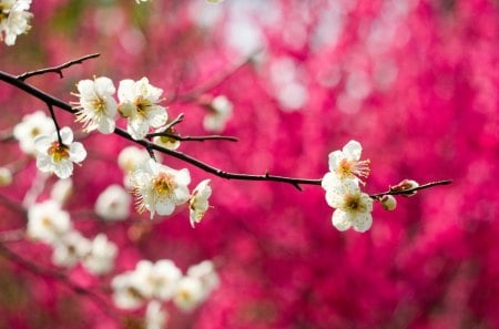 Spring Blossoms - buds, branch, spring, white, pink, beautiful, blossom, tree, flowers