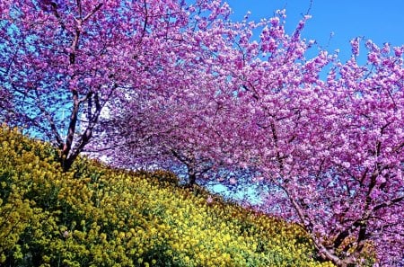 SPRING - trees, hills, spring, colors, field