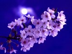 MOONLIGHT BLOSSOMS