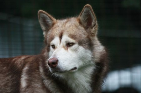 Husky - pretty, pay, beautiful, dog face, beauty, puppies, lovely, playful dog, sweet, playful, dogs, bubbles, cute, face, puppy, animals