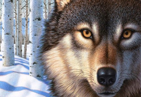 Wolves - pretty, winter, wolf, beautiful, forest, lovely, magical, wolves, face