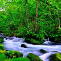 FOREST RIVER FLOW