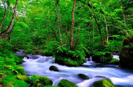 FOREST RIVER FLOW - forest, flow, river, water, rush