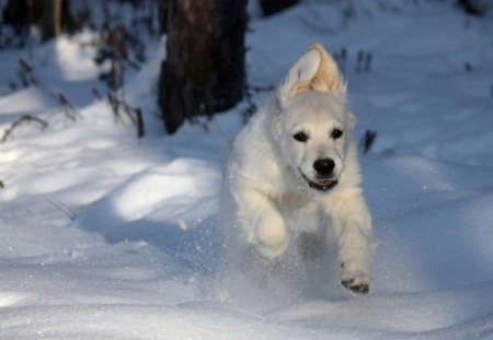 run like the wind - puppy, winter, snow, dog