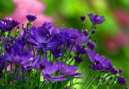 Blue flowers - greenery, pretty, delicate, summer, blue, beautiful, spring, grass, lovely, freshness, flowers, fresh, nature, tender, nice