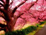 PINK SPRING