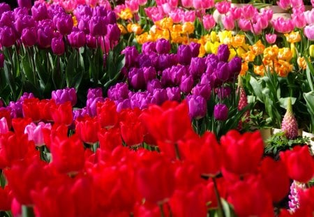 TULIP GARDEN - garden, tulips, field, spring, colors