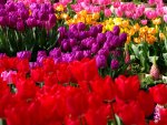 TULIP GARDEN