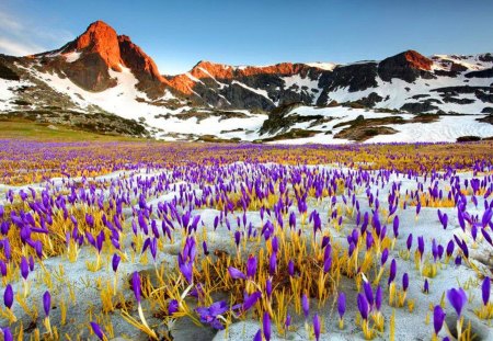 Spring carpet - pretty, carpet, beautiful, snow, spring, lovely, Bulgaria, peaks, mountain, flowers, nature, crocuses, nice, sky, Rila