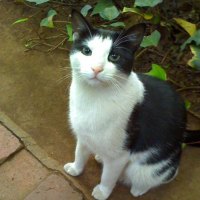 Cat-Fatso