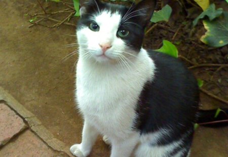 Cat-Fatso - pet, tuxedo cat, paw, black and white cat, cute, pose, cat, animals