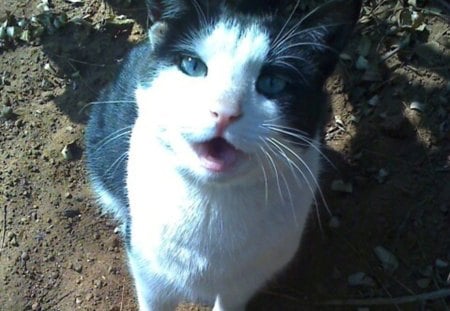 Cat-Fatso - pet, tuxedo cat, animal, black and white cat, cute, pose, paws, cat