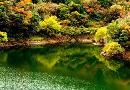 FOREST LAKE - nature, lake, forest, trees