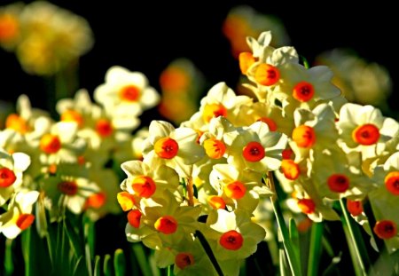 SPRING GLOW - field, flowers, yellow, spring