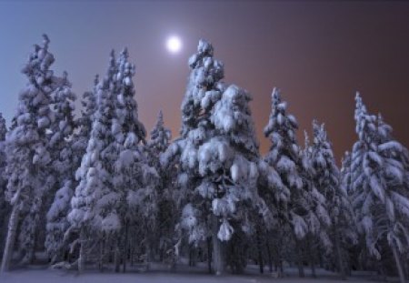 Winter Moon - moon, trees, outdoors, winter, nature, snow