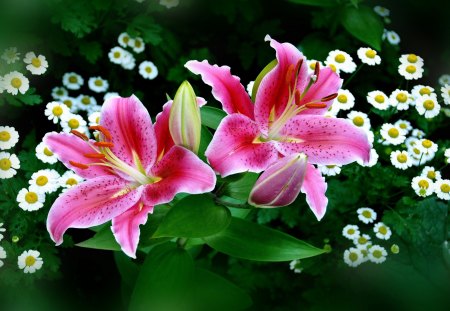 Spring~Easter Lilies