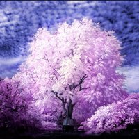 âœ°Awesome Trees Infraredâœ°