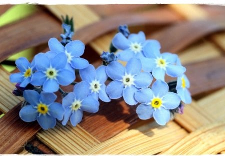 Forget Me Not