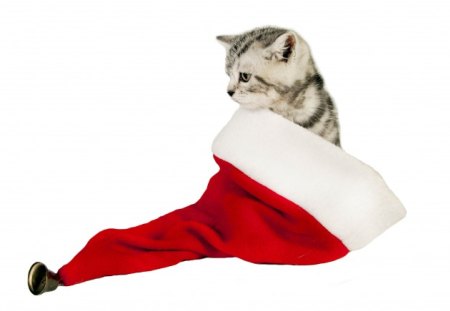 Christmas cat - santa, cat, hat, kitten