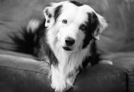 *** Black and white *** - white, animals, dog, dogs, animal, resting, black