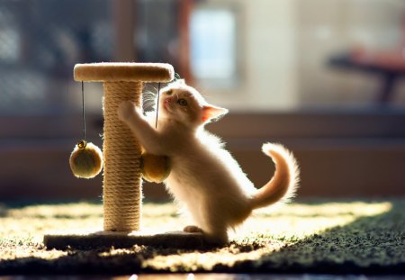 *** Playful kitten *** - cats, animal, animals, kitten, playful