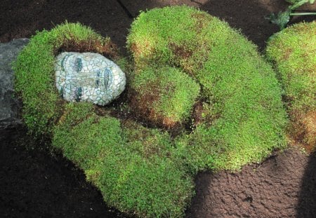 Sleeping Beauty of Nature - nature, brown, photography, soil, green, flowers, garden