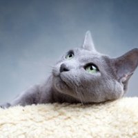*** Grey cat ***