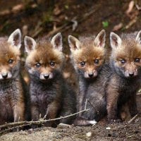 Adorable Wolf Pups