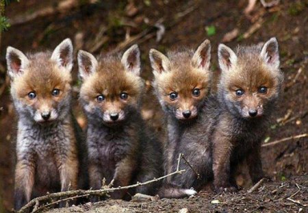 Adorable Wolf Pups - wolf pups, dogs, animals, wolf