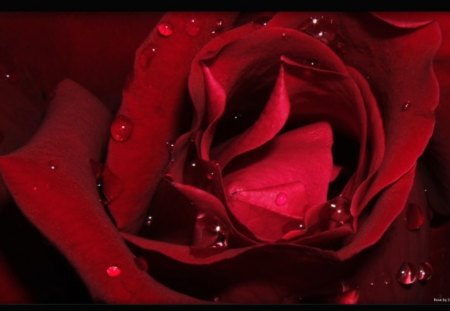 red is the rose - nature, closeup, flower, red