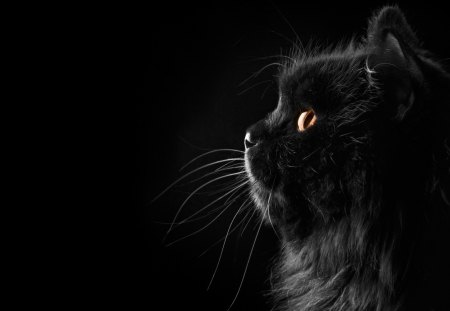 *** Black cat *** - black, animal, cats, cat, animals