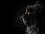 *** Black cat ***