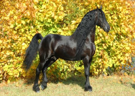 Friesan in autumn - black, horse, yellow, stallion