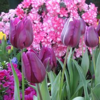 Scents of Spring 37 Purple Tulips event