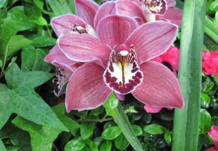 Scents of Spring 43 Orchids - Orchids, Flowers, purple, garden, green, photography