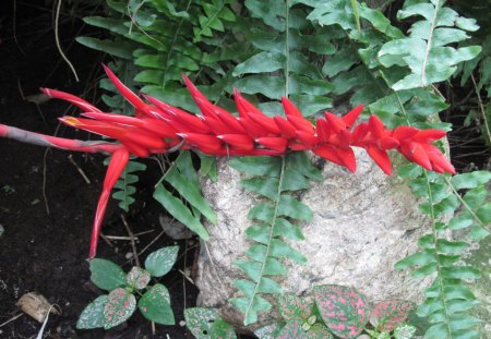 Scents of Spring 46 - soil, Flowers, garden, red, green, photography, brown, rock