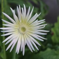 White Gerbera