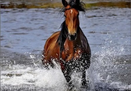 Power of horses - freedam, sea, run, hors