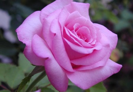 Pink Rose - nature, rose, flower, pink