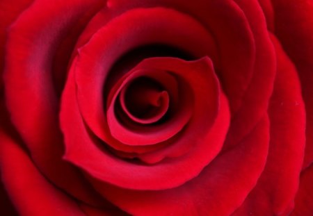 Red Rose - macro, rose, flower, red